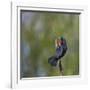 Red-winged Blackbird displaying red epaulettes on a cattail perch in Yarrow Bay on Lake Washington.-Gary Luhm-Framed Photographic Print