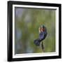 Red-winged Blackbird displaying red epaulettes on a cattail perch in Yarrow Bay on Lake Washington.-Gary Luhm-Framed Photographic Print