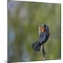 Red-winged Blackbird displaying red epaulettes on a cattail perch in Yarrow Bay on Lake Washington.-Gary Luhm-Mounted Photographic Print