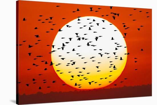 Red-winged blackbird flock, Bosque del Apache National Wildlife Refuge, New Mexico-Adam Jones-Stretched Canvas