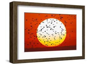 Red-winged blackbird flock, Bosque del Apache National Wildlife Refuge, New Mexico-Adam Jones-Framed Photographic Print