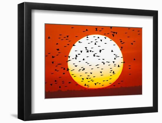 Red-winged blackbird flock, Bosque del Apache National Wildlife Refuge, New Mexico-Adam Jones-Framed Photographic Print