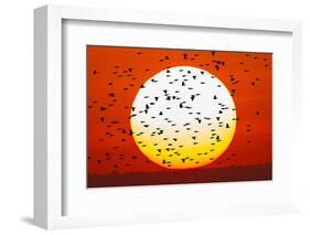 Red-winged blackbird flock, Bosque del Apache National Wildlife Refuge, New Mexico-Adam Jones-Framed Photographic Print