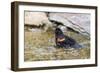 Red-winged blackbird male bathing, Marion County, Illinois.-Richard & Susan Day-Framed Photographic Print