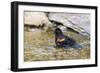 Red-winged blackbird male bathing, Marion County, Illinois.-Richard & Susan Day-Framed Photographic Print