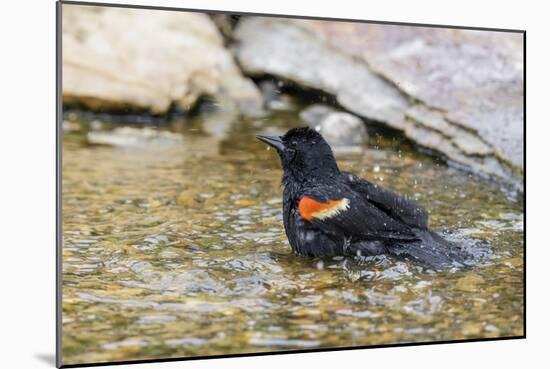 Red-winged blackbird male bathing, Marion County, Illinois.-Richard & Susan Day-Mounted Photographic Print