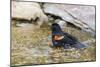 Red-winged blackbird male bathing, Marion County, Illinois.-Richard & Susan Day-Mounted Photographic Print