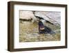 Red-winged blackbird male bathing, Marion County, Illinois.-Richard & Susan Day-Framed Photographic Print