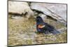 Red-winged blackbird male bathing, Marion County, Illinois.-Richard & Susan Day-Mounted Photographic Print