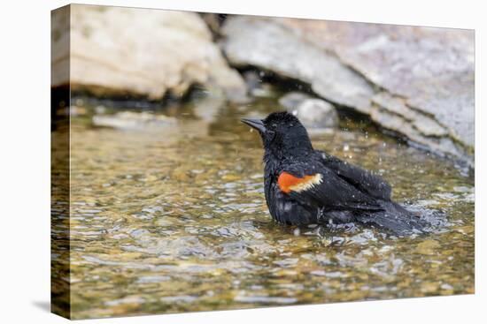 Red-winged blackbird male bathing, Marion County, Illinois.-Richard & Susan Day-Stretched Canvas