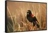 Red-Winged Blackbird Male Singing, Displaying in Wetland, Marion, Il-Richard and Susan Day-Framed Stretched Canvas