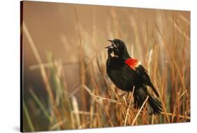 Red-Winged Blackbird Male Singing, Displaying in Wetland, Marion, Il-Richard and Susan Day-Stretched Canvas