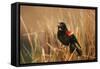 Red-Winged Blackbird Male Singing, Displaying in Wetland, Marion, Il-Richard and Susan Day-Framed Stretched Canvas