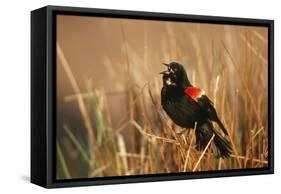 Red-Winged Blackbird Male Singing, Displaying in Wetland, Marion, Il-Richard and Susan Day-Framed Stretched Canvas