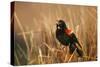 Red-Winged Blackbird Male Singing, Displaying in Wetland, Marion, Il-Richard and Susan Day-Stretched Canvas