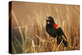 Red-Winged Blackbird Male Singing, Displaying in Wetland, Marion, Il-Richard and Susan Day-Stretched Canvas