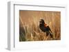 Red-Winged Blackbird Male Singing, Displaying in Wetland, Marion, Il-Richard and Susan Day-Framed Photographic Print