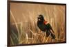 Red-Winged Blackbird Male Singing, Displaying in Wetland, Marion, Il-Richard and Susan Day-Framed Photographic Print