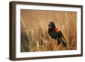 Red-Winged Blackbird Male Singing, Displaying in Wetland, Marion, Il-Richard and Susan Day-Framed Photographic Print