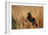 Red-Winged Blackbird Male Singing, Displaying in Wetland, Marion, Il-Richard and Susan Day-Framed Photographic Print