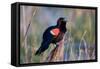 Red-Winged Blackbird Male Singing in Wetland Marion, Illinois, Usa-Richard ans Susan Day-Framed Stretched Canvas