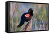 Red-Winged Blackbird Male Singing in Wetland Marion, Illinois, Usa-Richard ans Susan Day-Framed Stretched Canvas