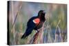 Red-Winged Blackbird Male Singing in Wetland Marion, Illinois, Usa-Richard ans Susan Day-Stretched Canvas