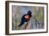 Red-Winged Blackbird Male Singing in Wetland Marion, Illinois, Usa-Richard ans Susan Day-Framed Photographic Print