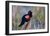 Red-Winged Blackbird Male Singing in Wetland Marion, Illinois, Usa-Richard ans Susan Day-Framed Photographic Print