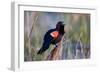 Red-Winged Blackbird Male Singing in Wetland Marion, Illinois, Usa-Richard ans Susan Day-Framed Photographic Print