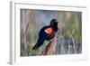 Red-Winged Blackbird Male Singing in Wetland Marion, Illinois, Usa-Richard ans Susan Day-Framed Photographic Print