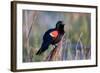 Red-Winged Blackbird Male Singing in Wetland Marion, Illinois, Usa-Richard ans Susan Day-Framed Photographic Print