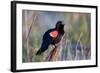 Red-Winged Blackbird Male Singing in Wetland Marion, Illinois, Usa-Richard ans Susan Day-Framed Photographic Print