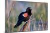 Red-Winged Blackbird Male Singing in Wetland Marion, Illinois, Usa-Richard ans Susan Day-Mounted Photographic Print