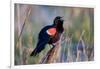 Red-Winged Blackbird Male Singing in Wetland Marion, Illinois, Usa-Richard ans Susan Day-Framed Photographic Print