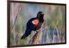 Red-Winged Blackbird Male Singing in Wetland Marion, Illinois, Usa-Richard ans Susan Day-Framed Photographic Print