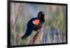 Red-Winged Blackbird Male Singing in Wetland Marion, Illinois, Usa-Richard ans Susan Day-Framed Photographic Print