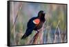 Red-Winged Blackbird Male Singing in Wetland Marion, Illinois, Usa-Richard ans Susan Day-Framed Stretched Canvas