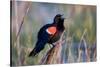 Red-Winged Blackbird Male Singing in Wetland Marion, Illinois, Usa-Richard ans Susan Day-Stretched Canvas