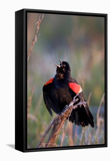 Red-Winged Blackbird Male Singing in Wetland Marion, Illinois, Usa-Richard ans Susan Day-Framed Stretched Canvas