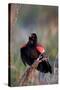 Red-Winged Blackbird Male Singing in Wetland Marion, Illinois, Usa-Richard ans Susan Day-Stretched Canvas