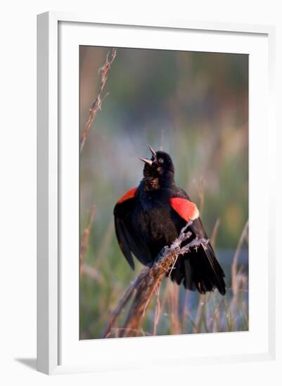 Red-Winged Blackbird Male Singing in Wetland Marion, Illinois, Usa-Richard ans Susan Day-Framed Photographic Print