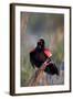 Red-Winged Blackbird Male Singing in Wetland Marion, Illinois, Usa-Richard ans Susan Day-Framed Photographic Print