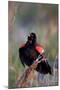 Red-Winged Blackbird Male Singing in Wetland Marion, Illinois, Usa-Richard ans Susan Day-Mounted Photographic Print