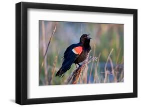 Red-Winged Blackbird Male Singing in Wetland Marion, Illinois, Usa-Richard ans Susan Day-Framed Photographic Print