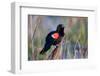 Red-Winged Blackbird Male Singing in Wetland Marion, Illinois, Usa-Richard ans Susan Day-Framed Photographic Print