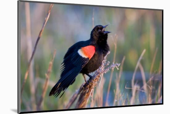 Red-Winged Blackbird Male Singing in Wetland Marion, Illinois, Usa-Richard ans Susan Day-Mounted Photographic Print