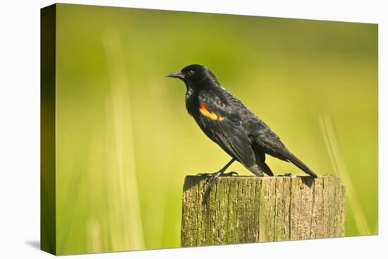Red-Winged Blackbird Perched on Post, Ridgefield Nwr, Washington, Usa-Michel Hersen-Stretched Canvas