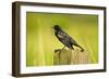 Red-Winged Blackbird Perched on Post, Ridgefield Nwr, Washington, Usa-Michel Hersen-Framed Photographic Print