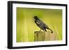 Red-Winged Blackbird Perched on Post, Ridgefield Nwr, Washington, Usa-Michel Hersen-Framed Photographic Print